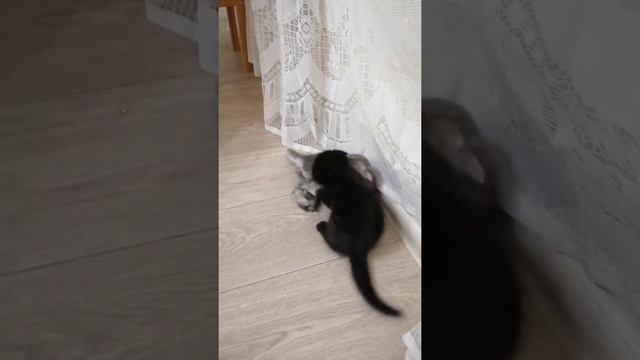 Дети дерутся, а взрослые снимают ? смотреть онлайн