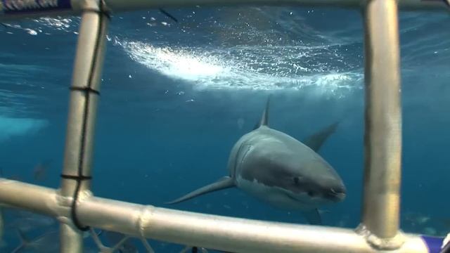 Is Cage Diving Ethical? Feat. Shark Bytes смотреть онлайн