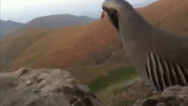 Кеклик - Alectoris chukar.mp4 смотреть онлайн