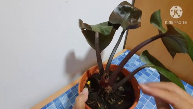 MY POOR BLACK CONGO RARE PHILODENDRON PLEASE BE HAPPY AND SURVIVE. смотреть онлайн