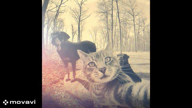 Zxcursed, KUTE - LAGUNA BLADE