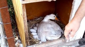 Сколько яиц за сезон несет гусыня породы Датский Легарт.