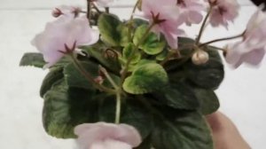 Узумбарская фиалка сорт Н-Марта