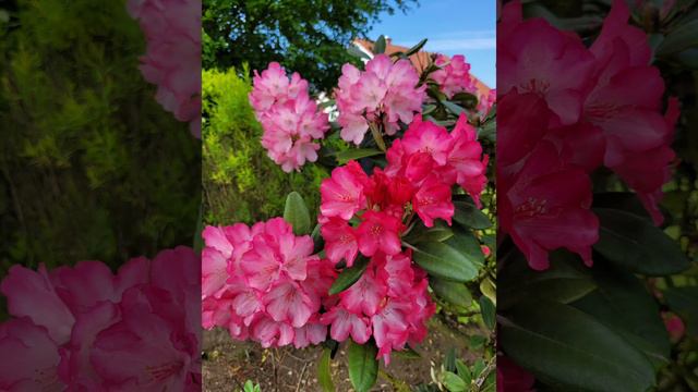 #Rhododendron смотреть онлайн