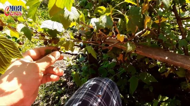 Выходные на даче всей семьёй//семейный влог на даче//моя семья//семейный канал//Funny family VLOG смотреть онлайн