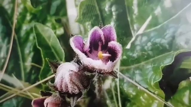 Вот сынок мандрагоры!Mandrake root,s layering!#сад #мандрагора #море#прогулка#Review смотреть онлайн