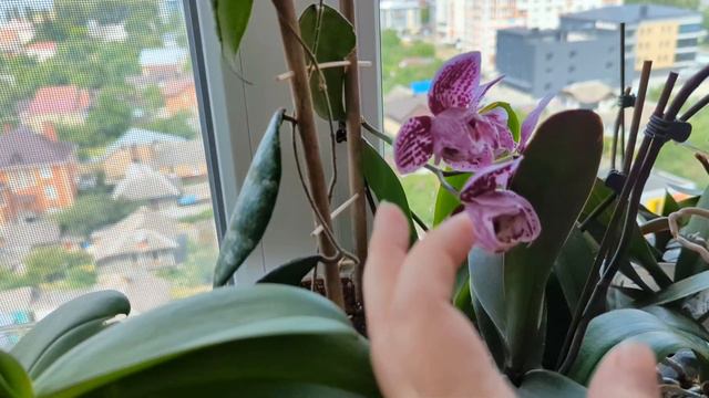 Нові орхідеї, розпаковка, розчарування ☹️не метелики смотреть онлайн