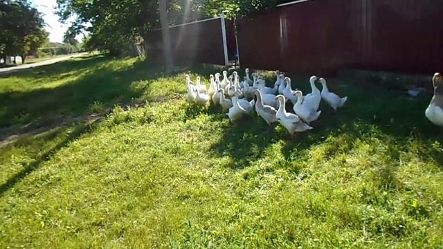 Как подружить гусей разного возраста. Бассейн для гусят из старого корыта. смотреть онлайн