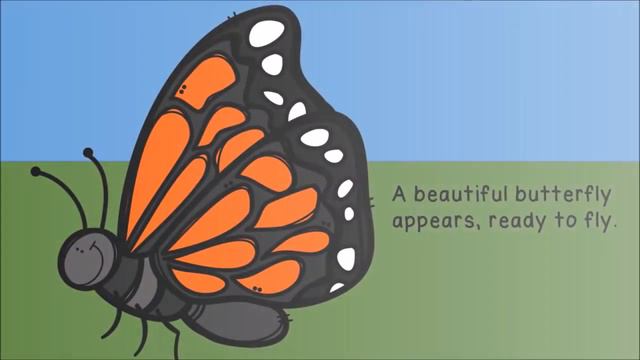 The Life Cycle Of A Butterfly