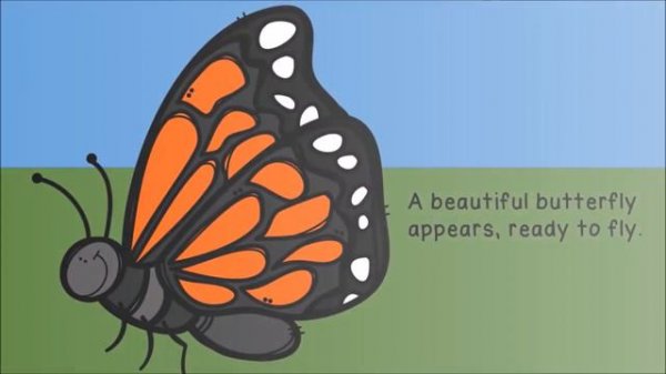 The Life Cycle of a Butterfly