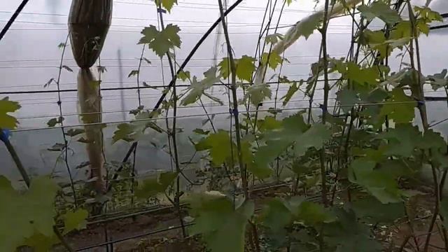 Виноград в теплице цветёт Что можно делать во время цветения винограда? смотреть онлайн