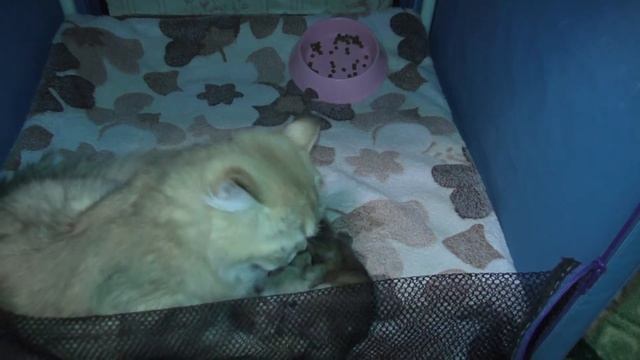 Котятам неделя отроду Смотрите как они выросли за 7 дней смотреть онлайн