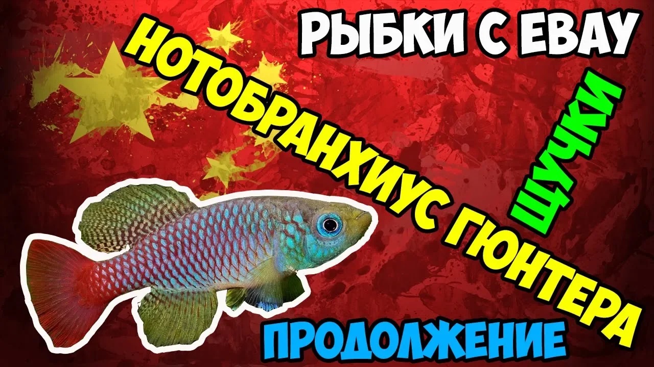?Нотобранхиус гюнтера в новом аквариуме или продолжение про рыбок с EBAY! смотреть онлайн