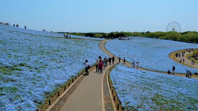 HITACHI SEASIDE PARK 2021 Spring.#ひたち海浜公園 #4K смотреть онлайн