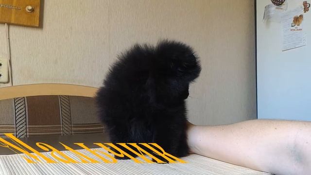 Померанский шпиц, документы РКФ/FCI смотреть онлайн