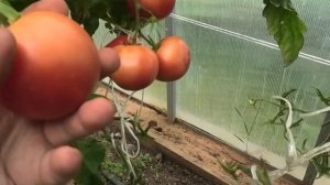 ? Томат F1 Императорская слабость| Ранний, компактный, в меру урожайный.