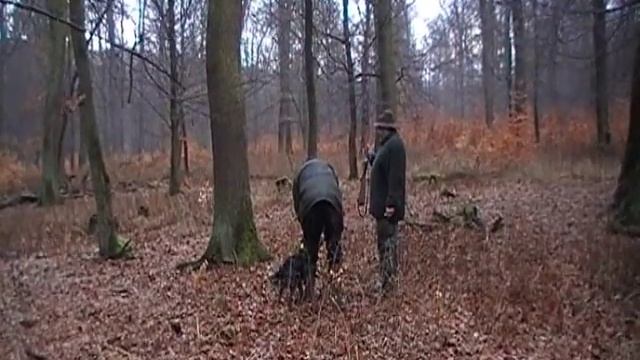 Wachtelhund Schußfestigkeit JP