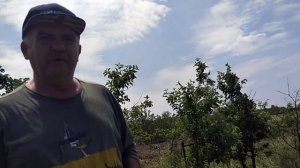 Сорт клубники АЛЬБА, СЫПЕТ МЕГА УРОЖАЙНОСТЬЮ!