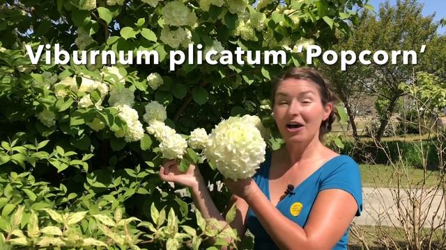 Viburnum tour смотреть онлайн