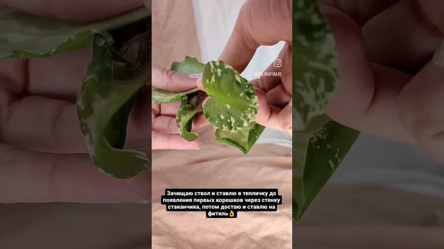 Спасение фиалки. Корневая не работает. Что делать? смотреть онлайн