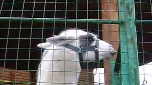 MOV05194 06.11.2013 Ижевск зоопарк смотреть онлайн