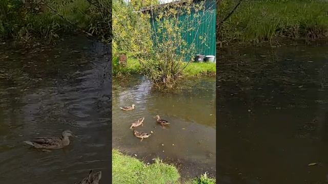 Кормим уток на даче. смотреть онлайн