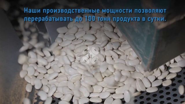 Переработка белой фасоли - АБАДА Трейд