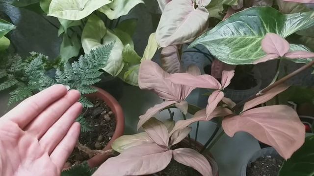 1 часть?Сингониумы в июне?Три Короля?Неон?Регина Рэд?Тиффани?Спир Поинт?Арон Браун?Сильвер Перл?Дан смотреть онлайн