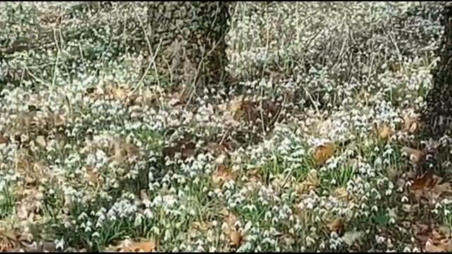 Фонтенбло. В парке. смотреть онлайн