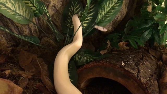 Ball Python HUGE Tank Upgrade - Exo Terra Large Low смотреть онлайн