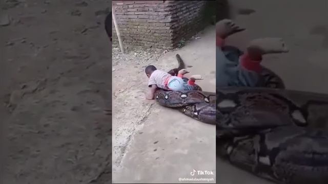 Шок уголёк душит своего огромного питона!!! смотреть до конца смотреть онлайн