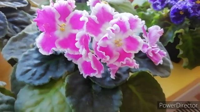 ЦВЕТУЩИЕ ФИАЛКИ. Фиалки Цветение. Июнь 2021. Обзор с названием сортов./Цветение, несмотря на жару❗ смотреть онлайн