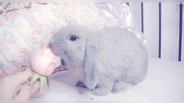 Я - жeнщина… я cмеcь… из ада с раем… Автор Ирина Петрова. Стихи о жизни. смотреть онлайн