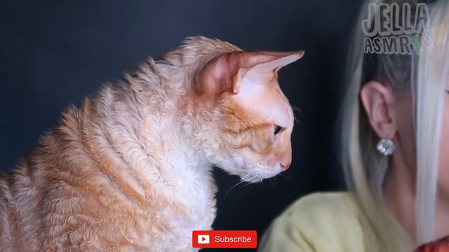 ASMR CHEESE NOODLES, FRIED, SHRIMP (CAT MORIS EATING CHICKEN) MUKBANG 먹방, 새우 튀김, 볶음국수, 치킨, 치즈소스 смотреть онлайн