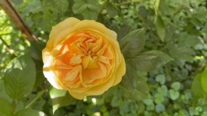 Розы Транквиллити, Голден Зест в жару!