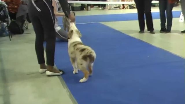 Моно аусси 2013, бэби кобели