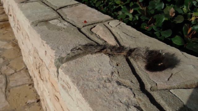 HORROR 😱Tail lost a cat😵Жесть😬Хвост потерял кота😞失われた尾猫😩잃어버린 꼬리고양이😢Schwanz verloren Katzen смотреть онлайн