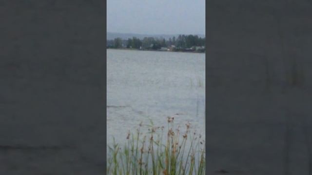 Рыбу молотком ! Меткость!