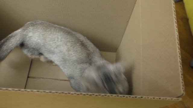 КТО ПЕРВЫЙ ВЫЙДЕТ ИЗ ЛАБИРИНТА: КОШКА ИЛИ СОБАКА? СЛАДУН ПРОТИВ РОДИТЕЛЕЙ! | Ляпота ТВ новые серии смотреть онлайн