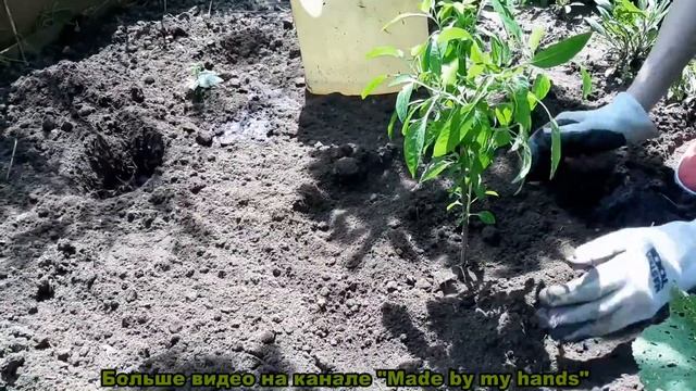 Дача: Сажаем Перцы и Bов смотреть онлайн