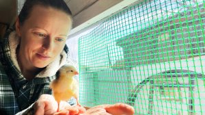 Как у нас получилось вывести первых цыплят! Строим парковку у дома. [Жизнь в деревне].