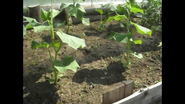 Выращивание огурцов. Огурцы в парнике. смотреть онлайн