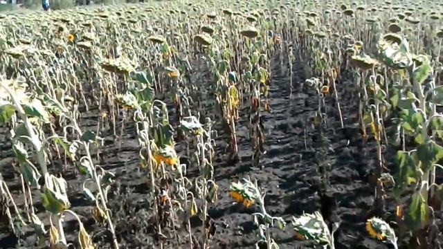 Сплошной посев подсолнечника( 2ч) смотреть онлайн