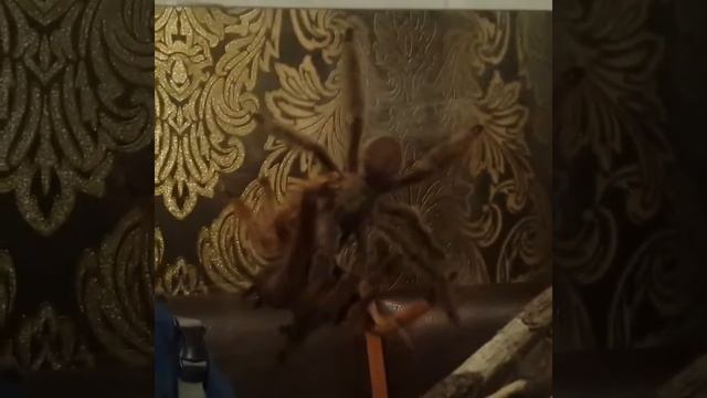 Спаривание пауков-птицеедов смотреть онлайн