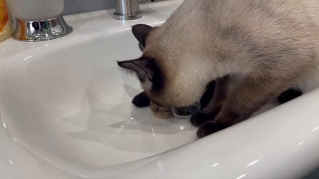 НАПАДАЕТ!!! СИАМСКИЙ КОТ ПАНДА И ЕГО ИГРУШКИ!!! УЛИТКА И ЦИПЛЁНОК!!! Chipi chipi chapa chapa! смотреть онлайн