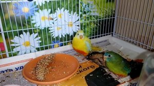 Отличие самки от самца. Определение пола попугайчиков. Травяные лазурные попугаи