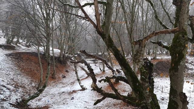 Sacda Sudak Balığı Hazırladıq, Cooking Zander Fish On A Campfire In Sadj Grill, Relaxing Video