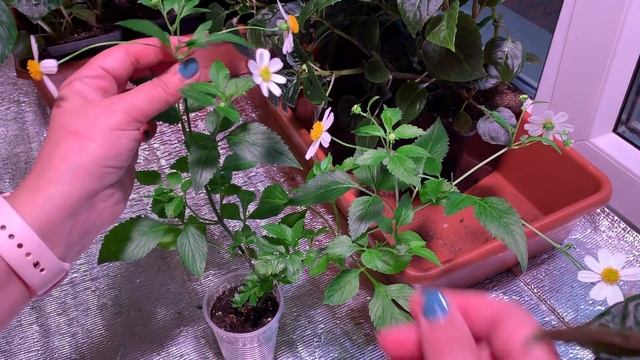 БИДЕНС или нет МЕНЯ ТЕРЗАЮТ СОМНЕНИЯ! смотреть онлайн