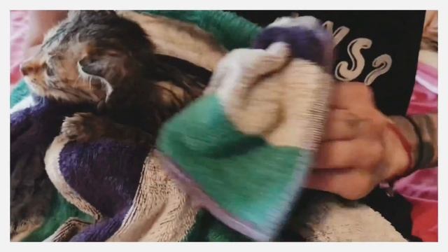 Как помыть котёнка первый раз! смотреть онлайн