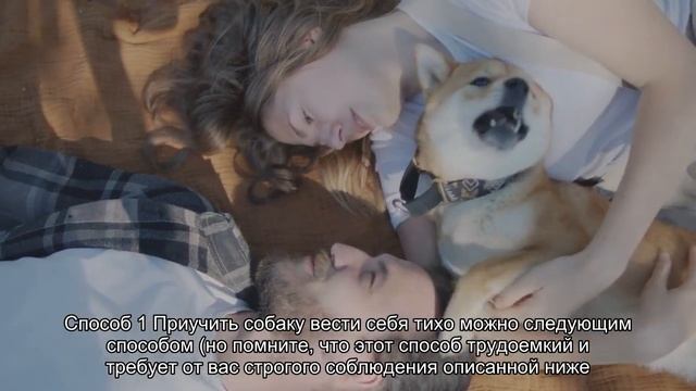 Почему собака воет: причины и что делать смотреть онлайн